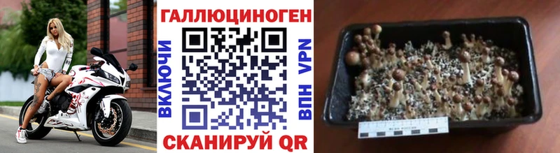 МЕГА вход  где можно купить   Володарск  Псилоцибиновые грибы Magic Shrooms 